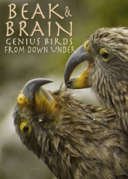 Watch free Beak & Brain - Genius Birds from Down Under Movies