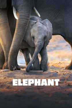 Watch free Elephant Movies
