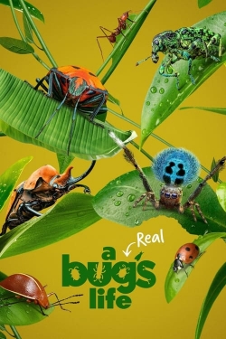 Watch free A Real Bug's Life Movies